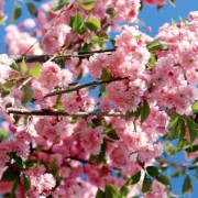 fiori-rosa-in-primavera