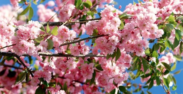 fiori-rosa-in-primavera